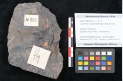 Foto (Objekt + Etikett) von Cupanites novae zeelandiae Ettingshausen (NHMW-GEO-2024-0188-10252)